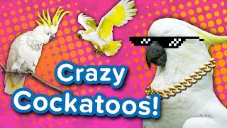 Crazy Cockatoos  Funny Animal Compilation [upl. by Oisacin]