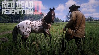 DOMANDO CAVALO APPALOOSA quotLEOPARDO COM MANTOquot NO RED DEAD REDEMPTION 2 [upl. by Siladnerb]