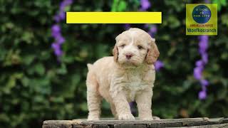 Labradoodle pups te koop woefkesranch [upl. by Mintz]