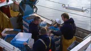 Cuisine de la mer cuisine de marins en Baie de Somme  La crevette grise [upl. by Iny]