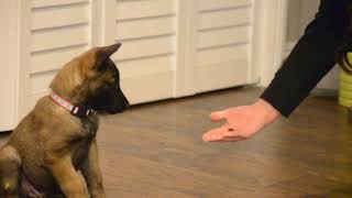 Belgian Malinois—Mishka—7 weeks old learning quotCenter RollOver Heelquot [upl. by Tasia]