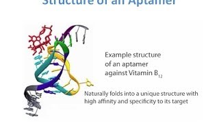 Aptamers  A new class of Oligonucleotides for Therapeutic and Diagnostic Use [upl. by Laiceps]