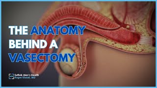 The ANATOMY of A Vasectomy  Roger Khouri MD  Urology [upl. by Eenor]