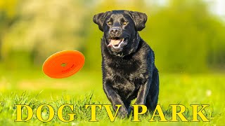 NO ADSDOG TV LIVE Calming Park Scenery for Dogs  AntiBoredom Music to Relax Dogs at Home Alone [upl. by Thanasi96]