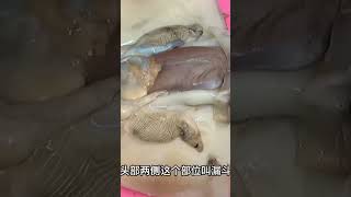 墨鱼拥有11颗大脑3颗心脏，到底哪里不能吃？海鲜做法教学海鲜美食教学老郭美食 [upl. by Teik]