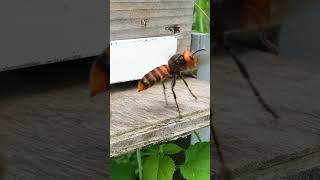 Honeybees Team Up to Bewilder Giant Hornet with Fast Flying [upl. by Rhianna]