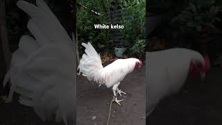 White kelso [upl. by Neeven]