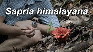 The Jewelled Corpse Flower — Sapria himalayana [upl. by Rheims]