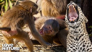 Nasty Baboon Fight Exposes Troop to Hungry Leopard  Love Nature [upl. by Ephraim994]