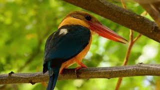 Stork Billed Kingfisher Singapore Nature 2020 [upl. by Hanikehs]