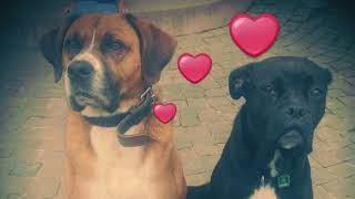 Luna and Louis family dog healthy loyal quiet and lovely Boxer Labrador Mix impressions [upl. by Noteek]