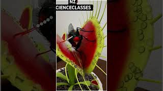 😱UNBELIEVABLE This is how a Plant EATS Insects  shorts [upl. by Zerep]