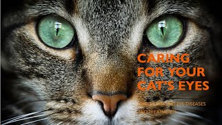 Eye Diseases in Cats Causes and Treatments [upl. by Rech]