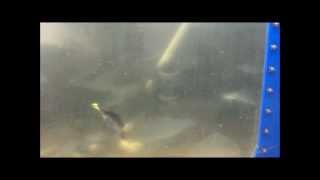 Hybrid striped bass fishing with bluegill underwater view [upl. by Eolc317]