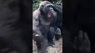 Fight between two chimpschimpanzee [upl. by Edette]