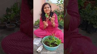 আমার নতুন ডালিয়া গাছের এই অবস্থা দেখুন  my new dahlia plant shorts gardening winterflowerplant [upl. by Wattenberg]