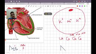 introduction to antiarrhythmic drugs [upl. by Tracee]