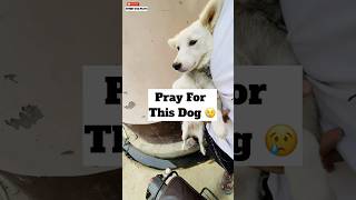 Pray For This Dog 😓  minivlog [upl. by Volnay]