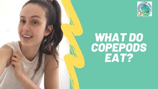 What do Copepods eat [upl. by Ledniahs]