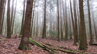 First Day Hikes 2024  Cook Forest State Park Pennsylvania [upl. by Fortier319]