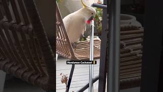 Cockatoo  quotCant you see Im busyquot 🕊️🙄🤝😂🤣🥰 [upl. by Bury]