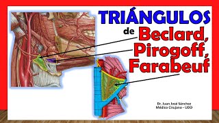 🥇 TRIÁNGULOS DE PIROGOFF BECLARD Y FARABEUF Del Cuello ¡Explicación Fácil y Sencilla [upl. by Nnaes]