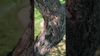 Tree Facts Nectria Canker [upl. by Leinahtan]