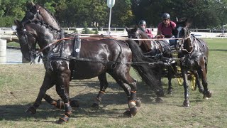 Bartłomiej Kwiatek Daniel Kłosowski  Bazyli Drab Imbred Rodos Cavaliada 25022017 Warszawa [upl. by Dimo586]