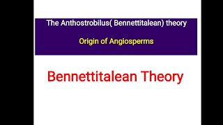 Bennettitalian Theory  Anthostrobilus theory  Origin of Angiosperm [upl. by Aillij]