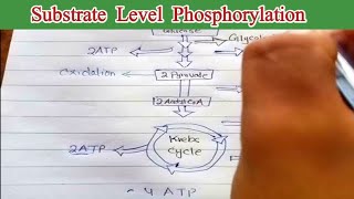 Substrate level phosphorylation 11th biology [upl. by Enelrae]