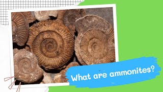 What are ammonites What are the properties of ammonite [upl. by Lemrej90]