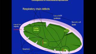 Role of Frataxin and Mitochondrial Dysfunction in Friedreichs Ataxia 1 of 13 [upl. by Skelton]