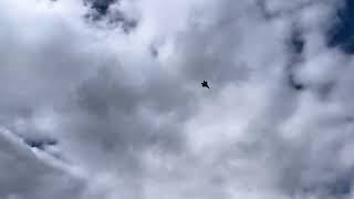 Freewing F22 Maiden Flight [upl. by Analiese]