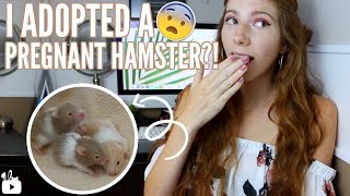 I ADOPTED A PREGNANT HAMSTER 😱 Meet Honey amp the babies [upl. by Gretchen]