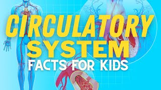 Circulatory System For Kids  How Does Your Heart Work [upl. by Plate]