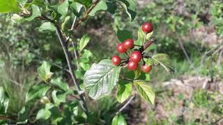 Sporkehout  Frangula alnus [upl. by Brigid]