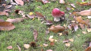 Paddenstoelen in Nederland 03 [upl. by Yearwood]