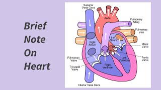 Brief note on heart heart structureofheart chamber valvebloodvessels youtubevideo viral [upl. by Ddot]