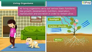 Living Organisms  Living Creatures Exploring their Characteristics  Science  Class 6  iPrep [upl. by Onailime]