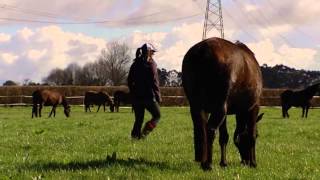 The foaling mare pre and post foaling care [upl. by Selegna]