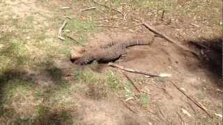 australian lizard swallows a rabbit on golf course [upl. by Ainnet]