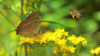 Brown Hairstreak butterfly Thecla betulae on goldenrods Solidago [upl. by Ydissahc555]