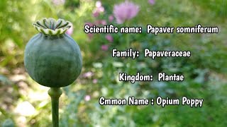 Opium poppy  Papaver somniferum [upl. by Artema]