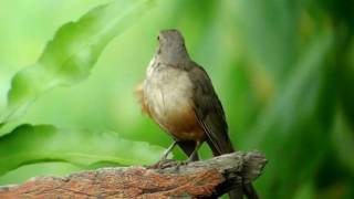 Rufousbellied Thrush [upl. by Noevad331]