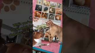 😹2025 Cat Calendar You Wont Believe These Pics 😂 [upl. by Frulla]