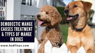 Demodectic Mange Causes Treatment amp Types Of Mange In Dogs [upl. by Pavia167]