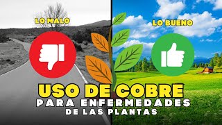 🚫NO deberías usar cobre para tus plantas enfermas🌿🤠Sin antes ver este video👀 [upl. by Anyotal]