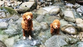 Nova Scotia Duck Tolling Retrievers Playing On The Beach and Forest Alfie amp Jacko Tolling Around [upl. by Levon]