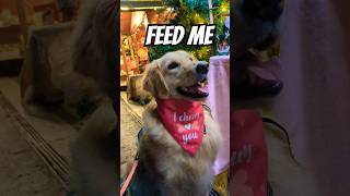 WILL YOU FEED HER⁉️🥹 dog doglover doglife cutedog goldenretriever pets petlover dogshorts [upl. by Ymrots1]