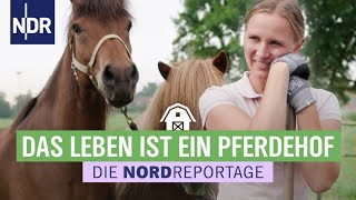 Schuften für den Traum der eigene IslandponyHof  Die Nordreportage  NDR [upl. by Najed]